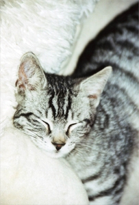  Bitte-nicht-stoeren: Katze beim Ausruhen